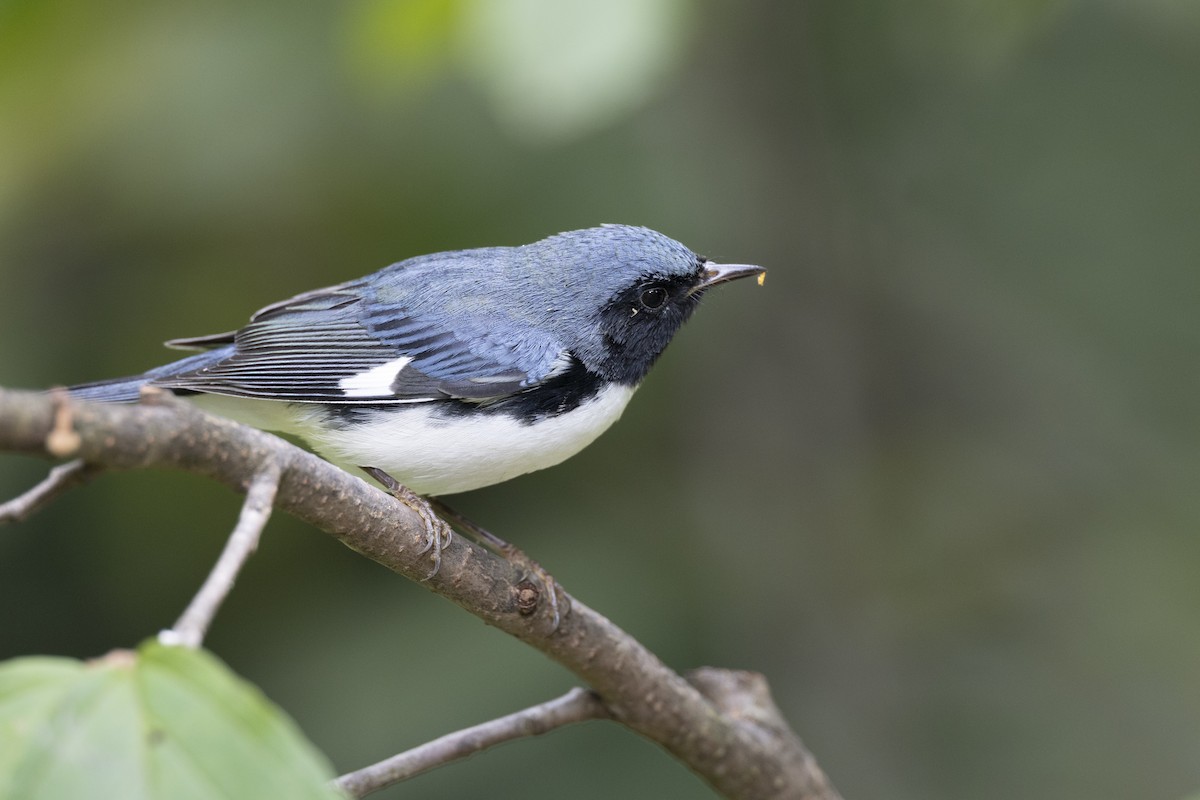 Black-throated Blue Warbler - ML646446260