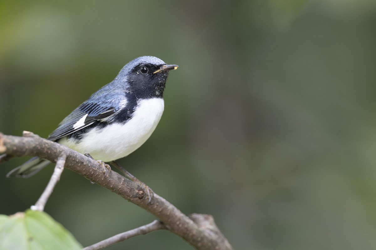Black-throated Blue Warbler - ML646446261