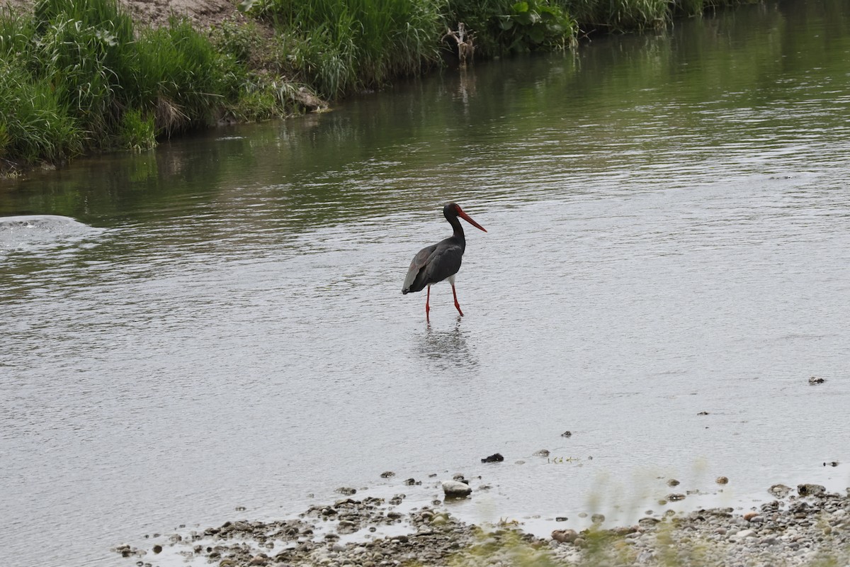 Schwarzstorch - ML646446271