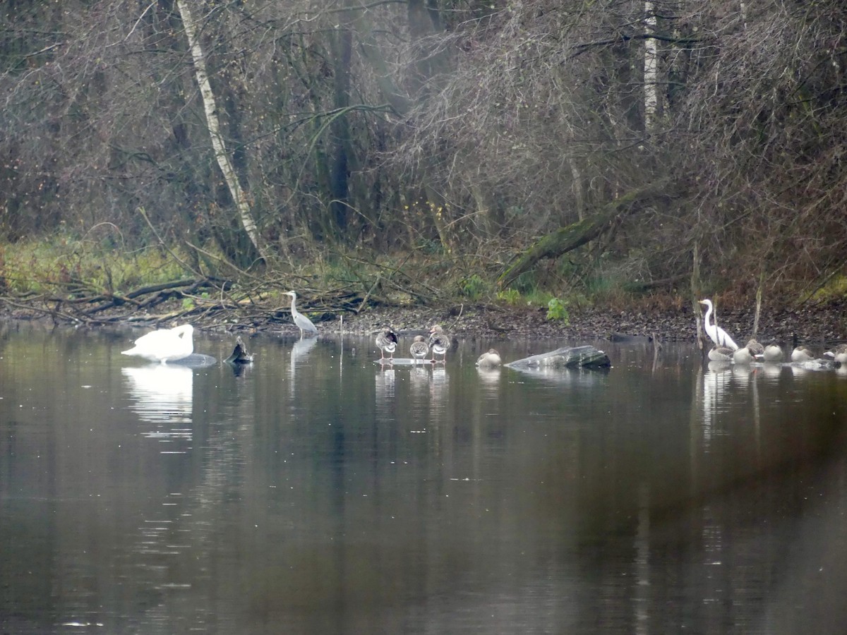 husa velká - ML646446273