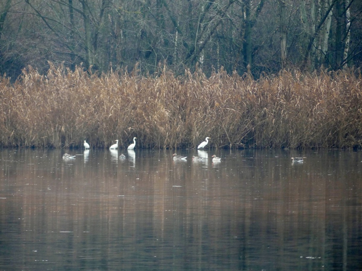 husa velká - ML646446274