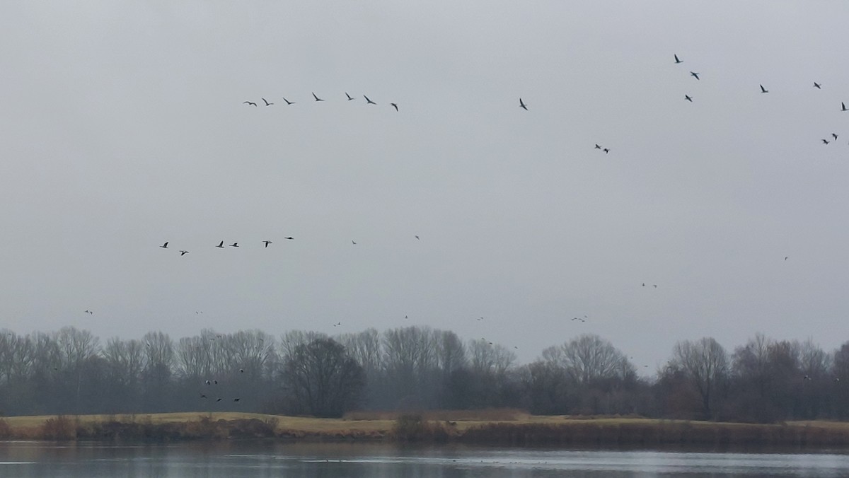 husa velká - ML646446275