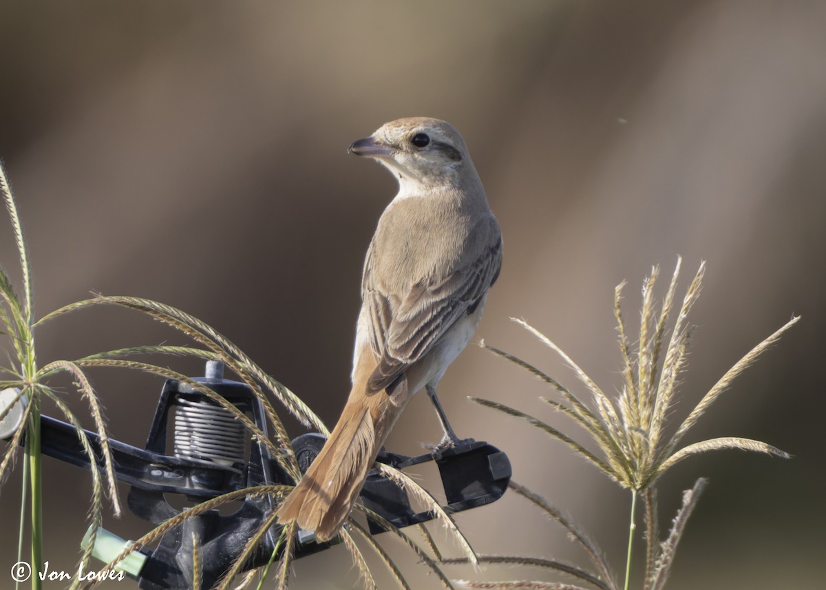 アカオモズ／モウコアカモズ - ML646446279