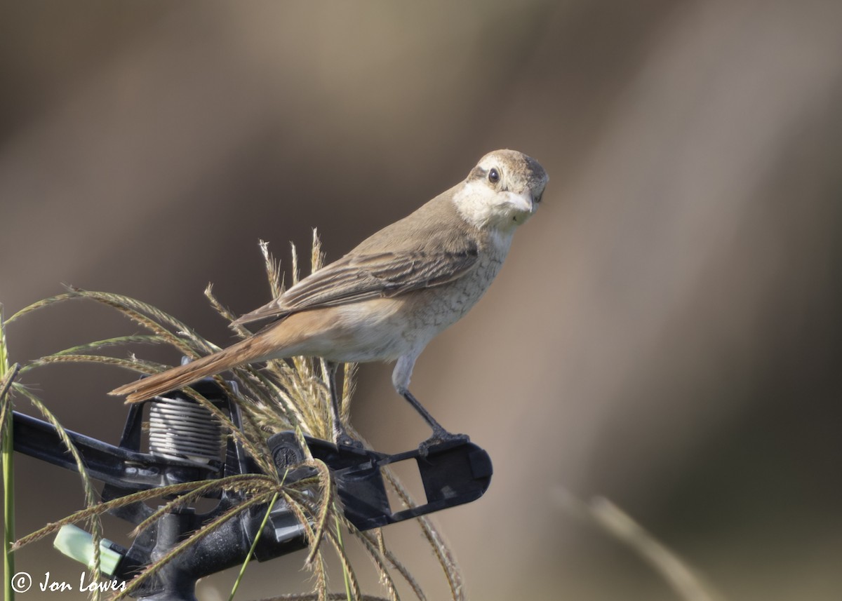 アカオモズ／モウコアカモズ - ML646446280