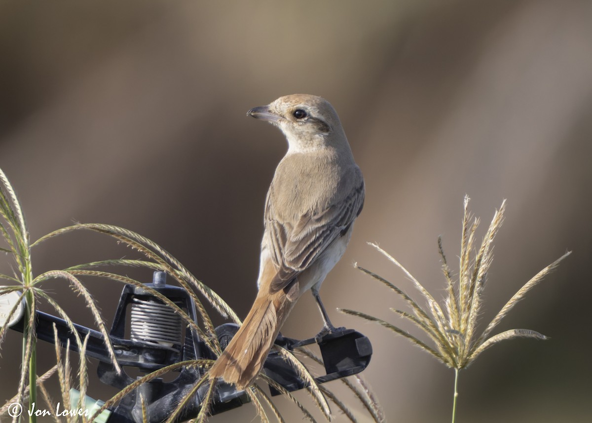 アカオモズ／モウコアカモズ - ML646446281