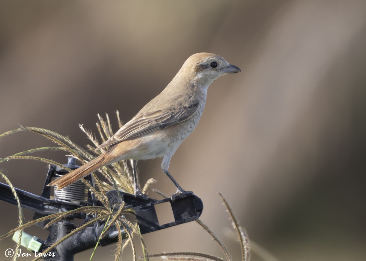 アカオモズ／モウコアカモズ - ML646446282