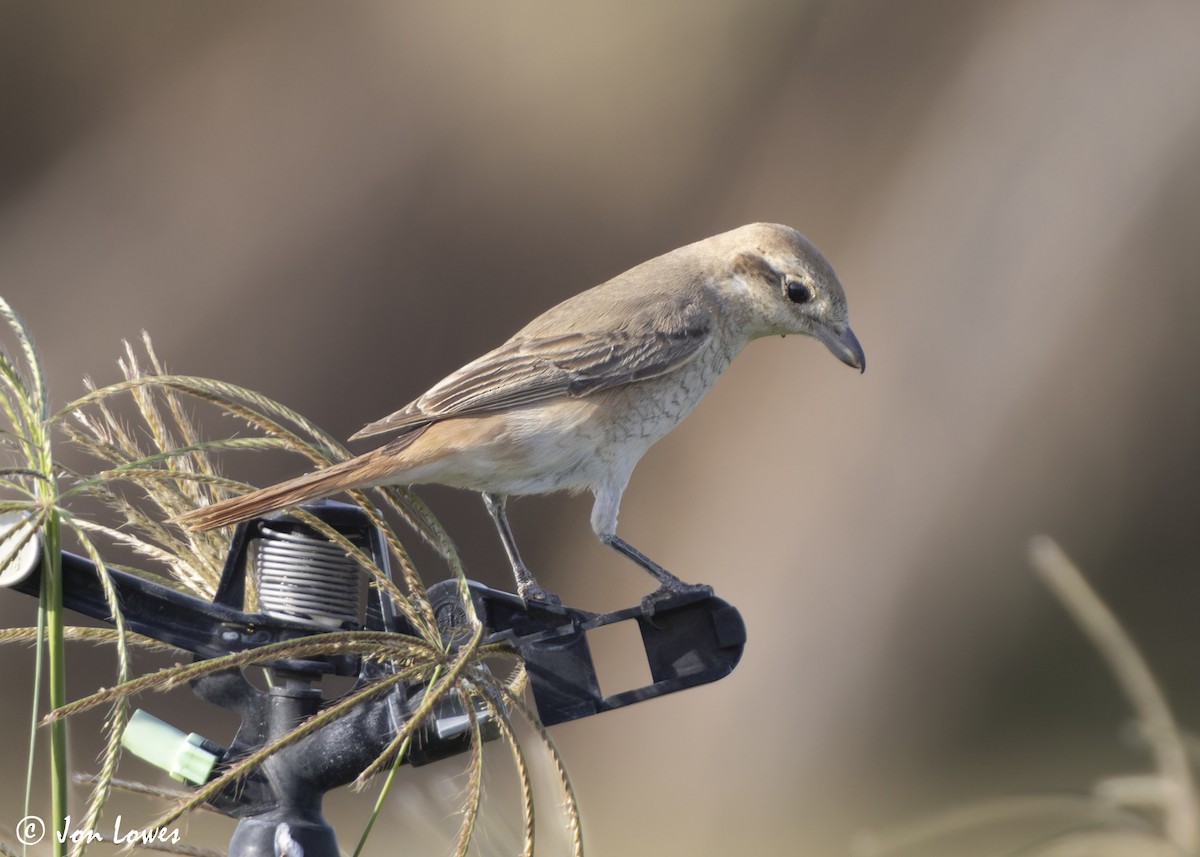 アカオモズ／モウコアカモズ - ML646446283