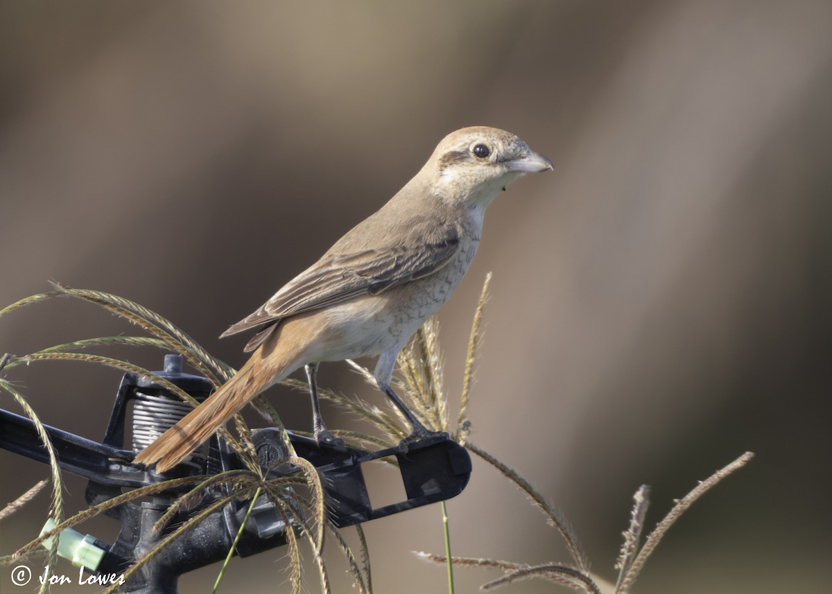 アカオモズ／モウコアカモズ - ML646446284