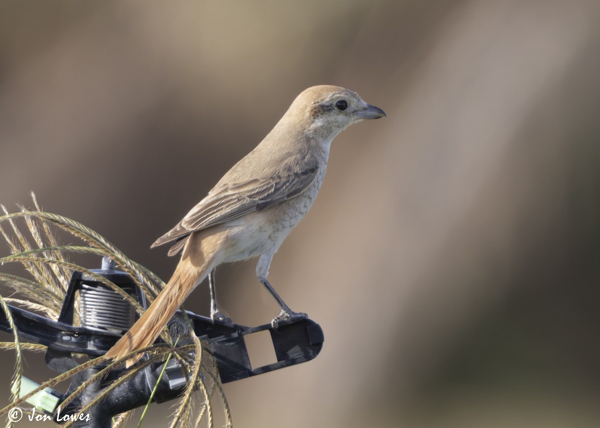 アカオモズ／モウコアカモズ - ML646446285