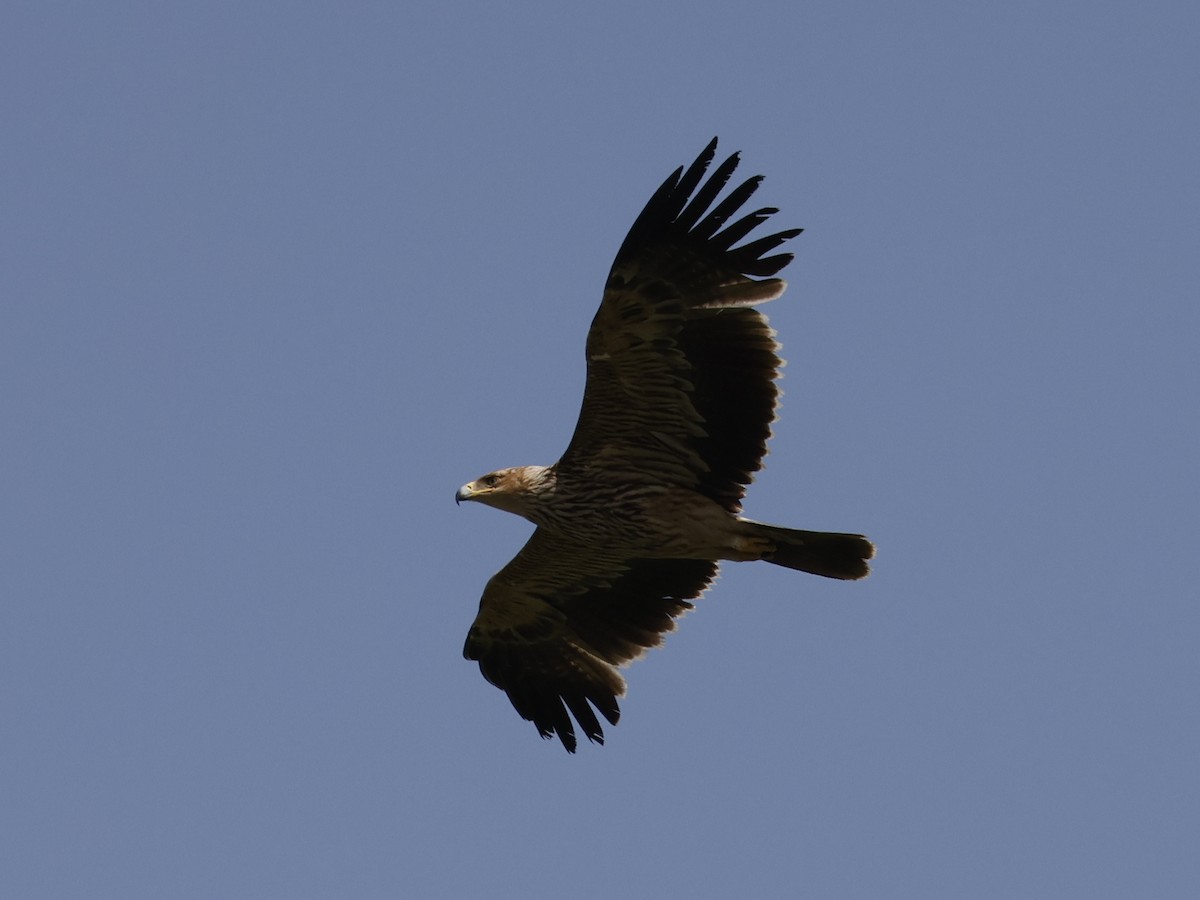 Kaiseradler - ML646446289