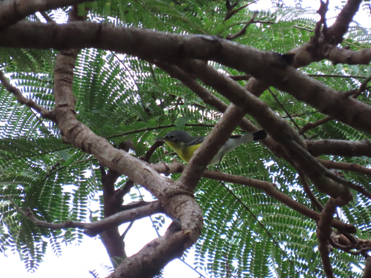 Magnolia Warbler - ML646446290