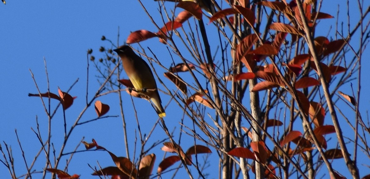 Cedar Waxwing - ML646446299