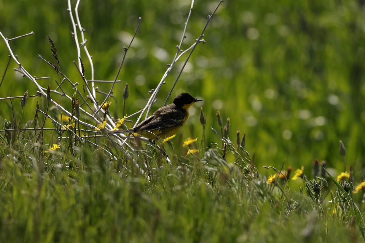 Schafstelze - ML646446301