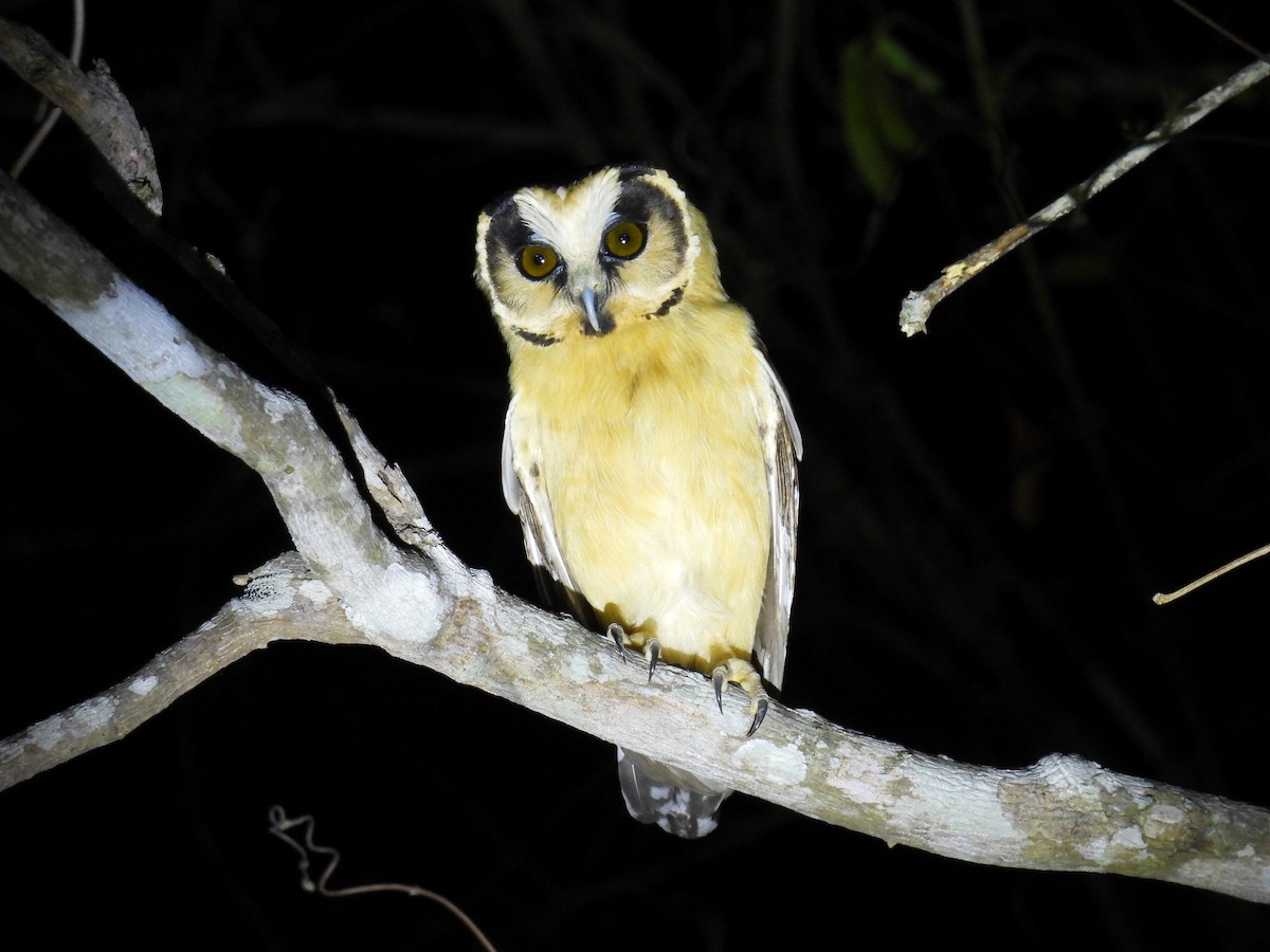 Buff-fronted Owl - ML646446302