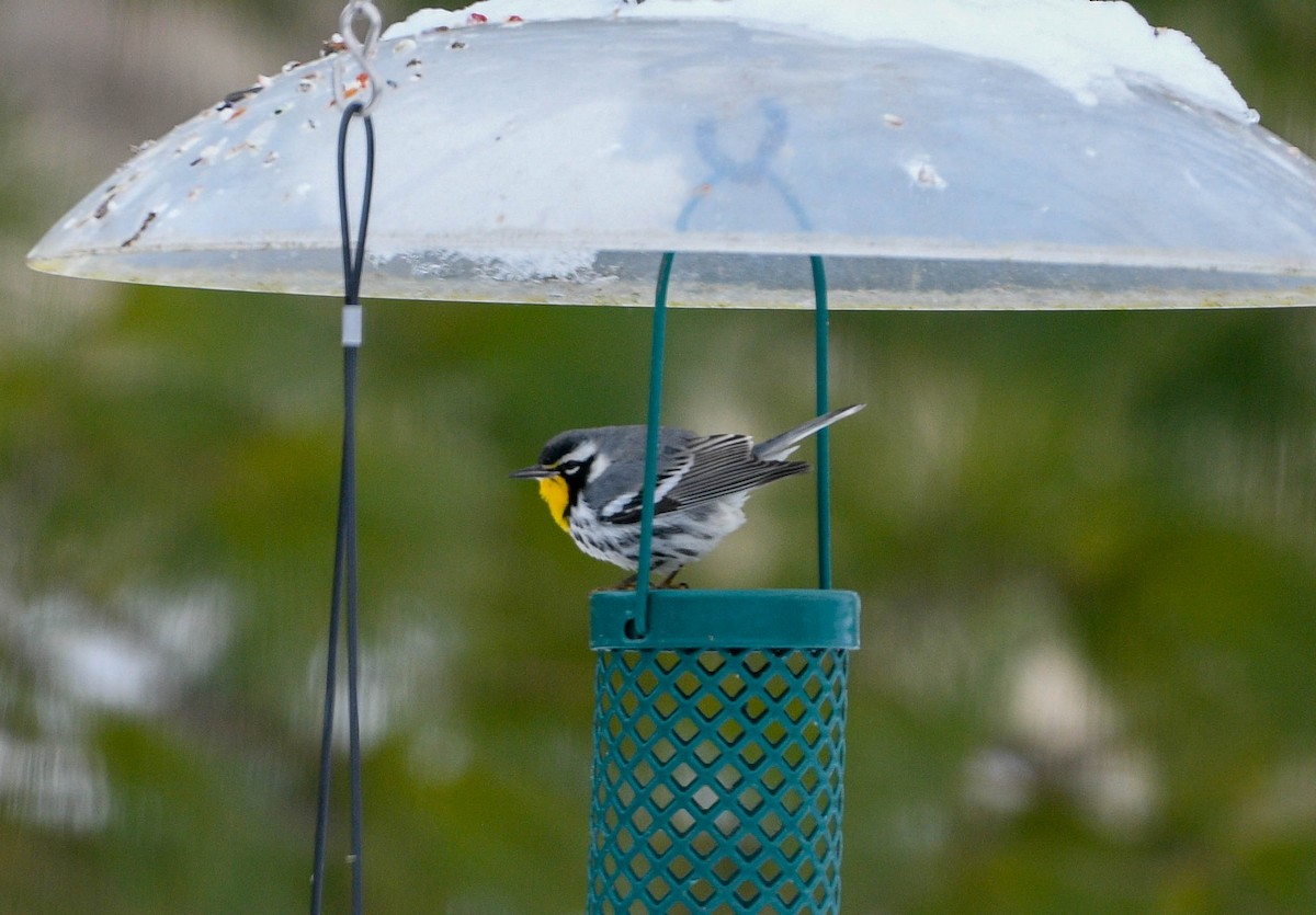 Yellow-throated Warbler - ML646446303