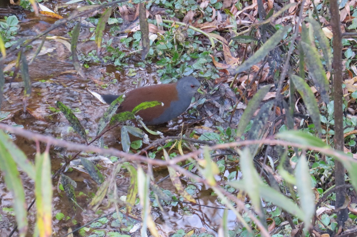 Black-tailed Crake - ML646446305