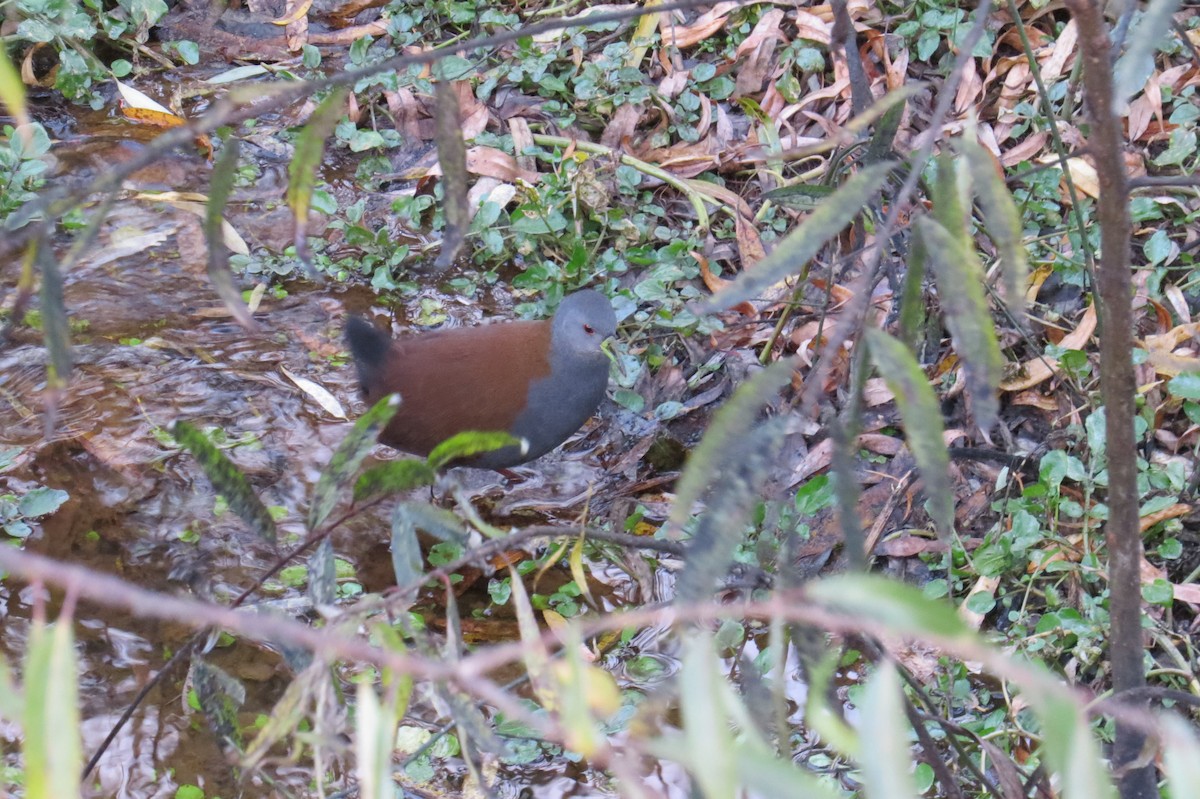 Black-tailed Crake - ML646446318