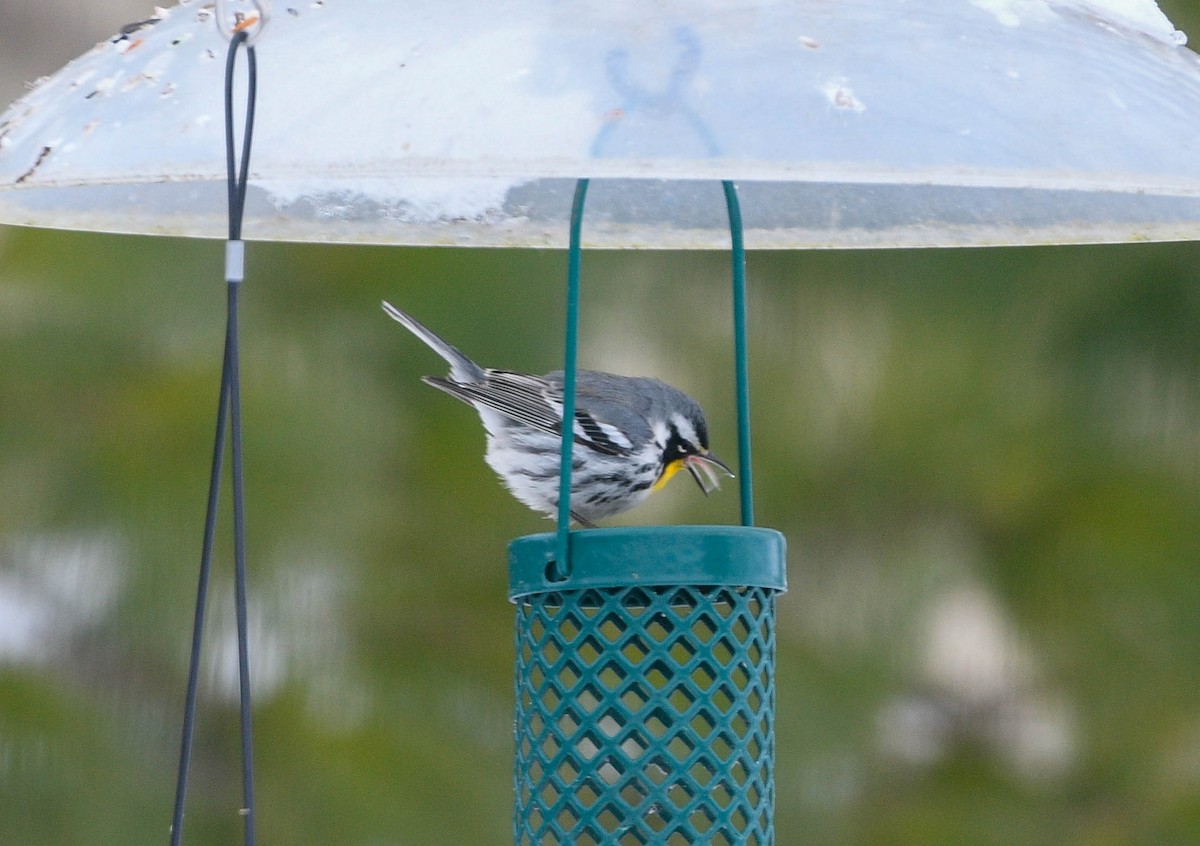 Yellow-throated Warbler - ML646446320