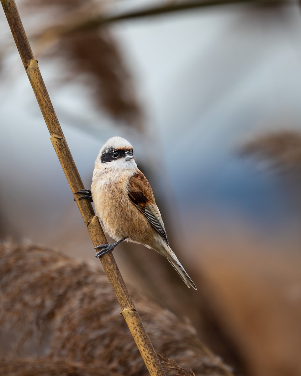 Eurasian Penduline-Tit - Sylvain Deville