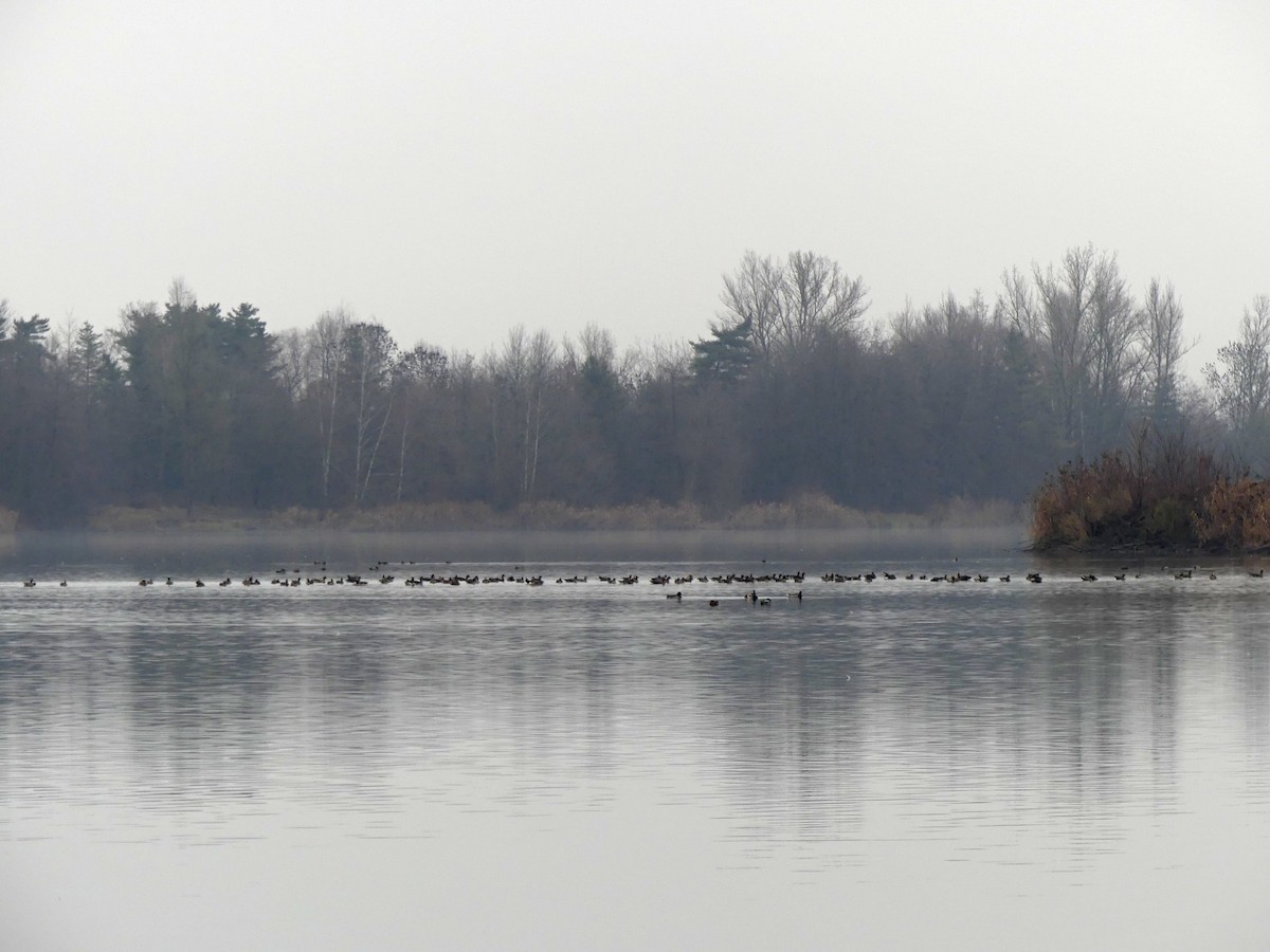 Greater White-fronted Goose - ML646446323