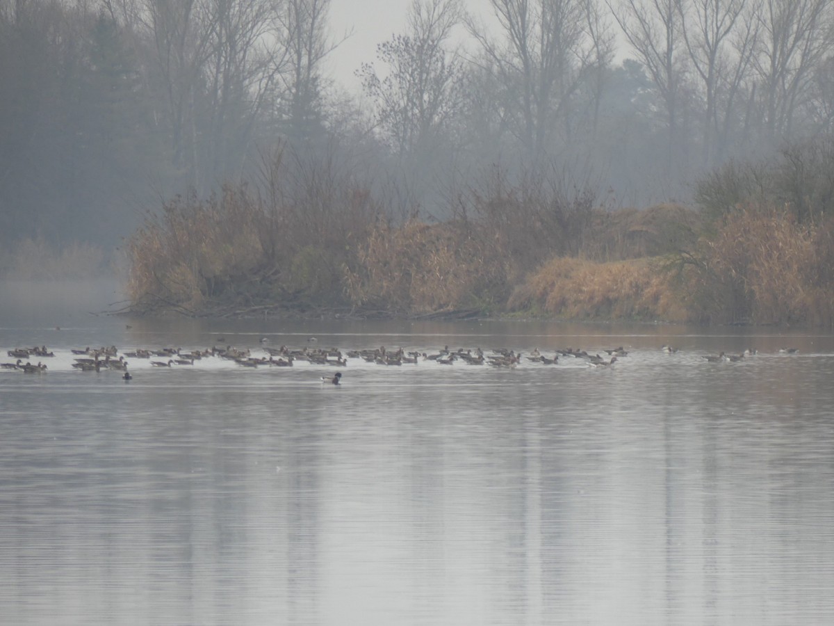 Greater White-fronted Goose - ML646446324