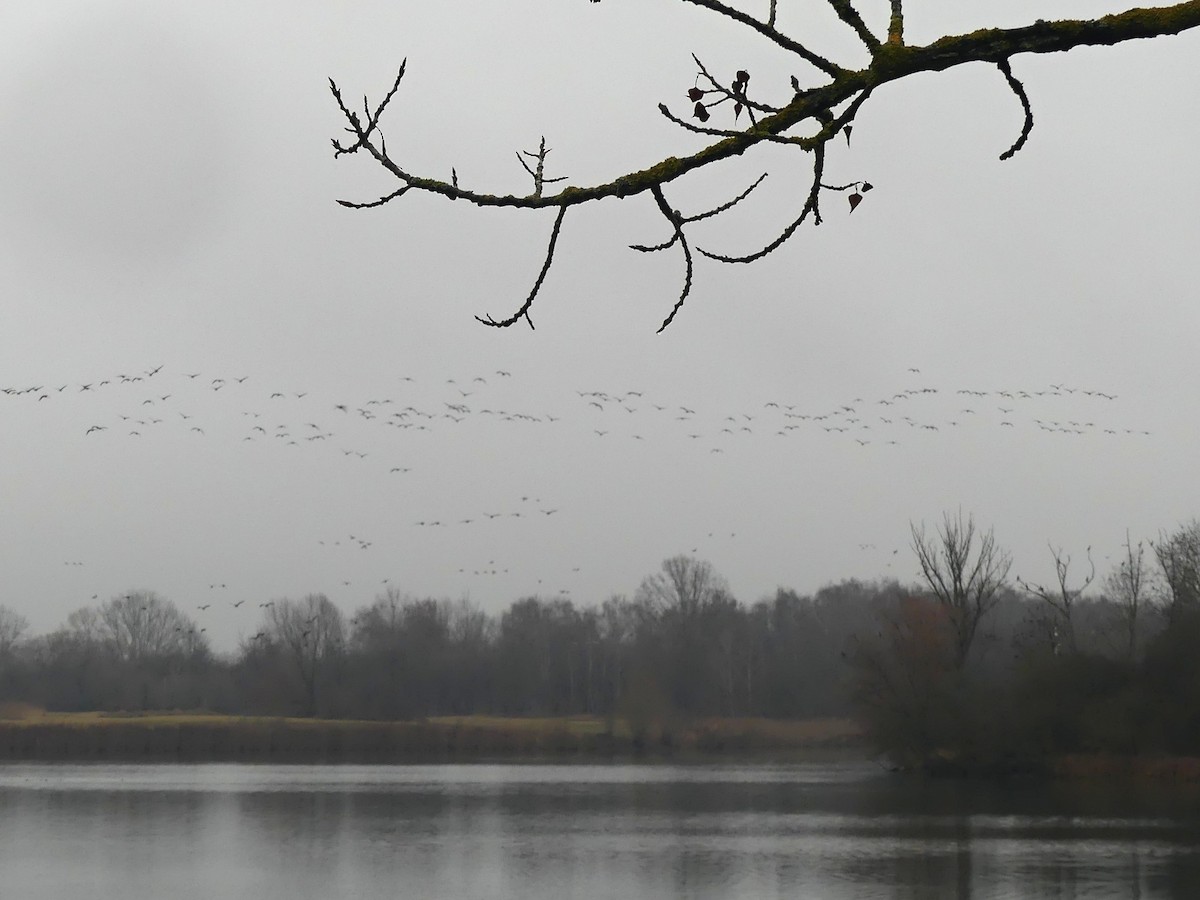 Greater White-fronted Goose - ML646446325
