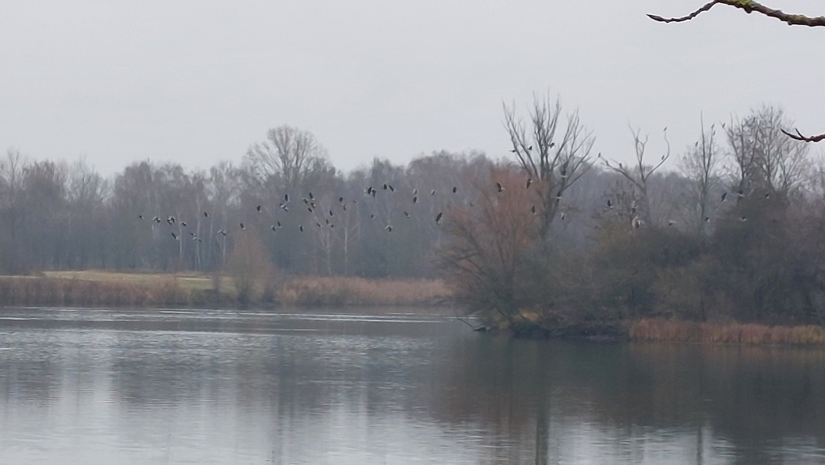 Greater White-fronted Goose - ML646446326