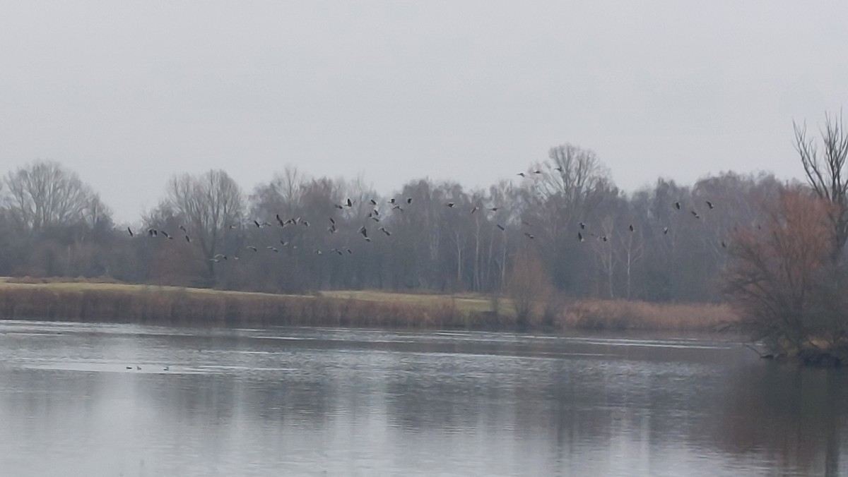 Greater White-fronted Goose - ML646446327