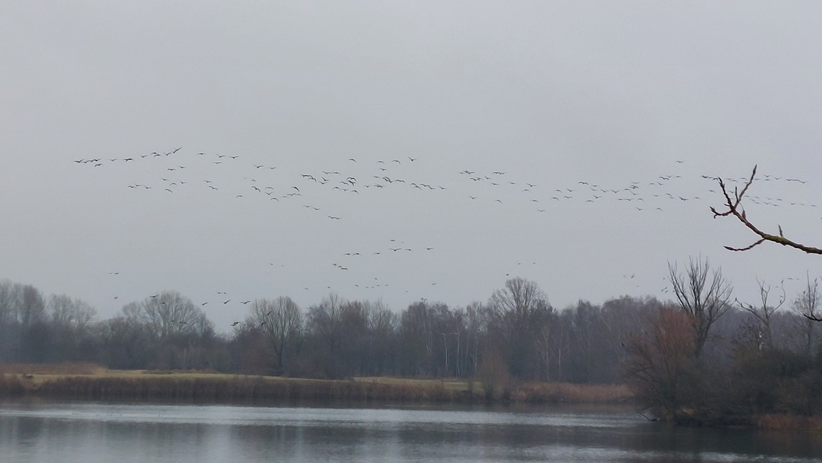 Greater White-fronted Goose - ML646446328