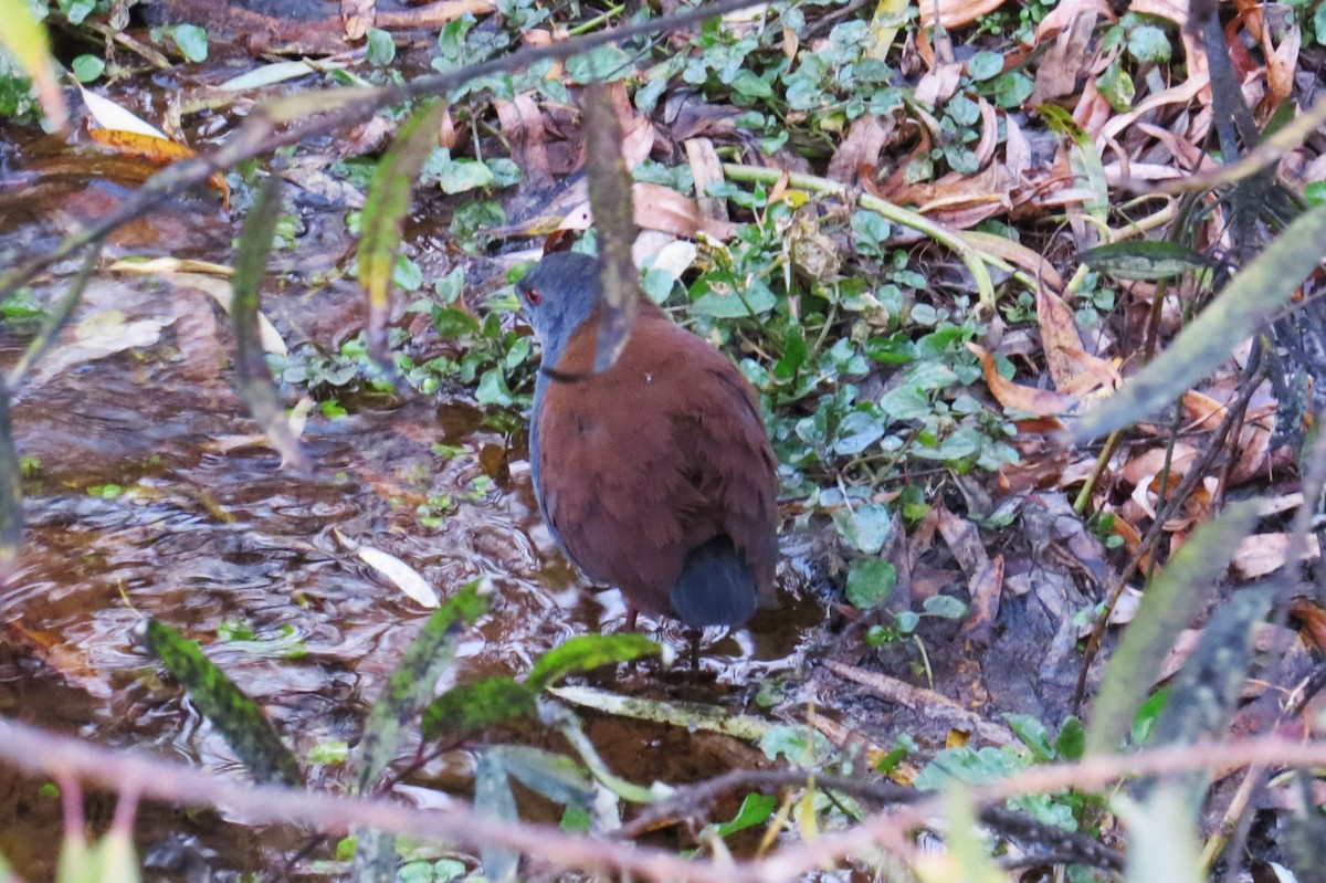 Black-tailed Crake - ML646446329