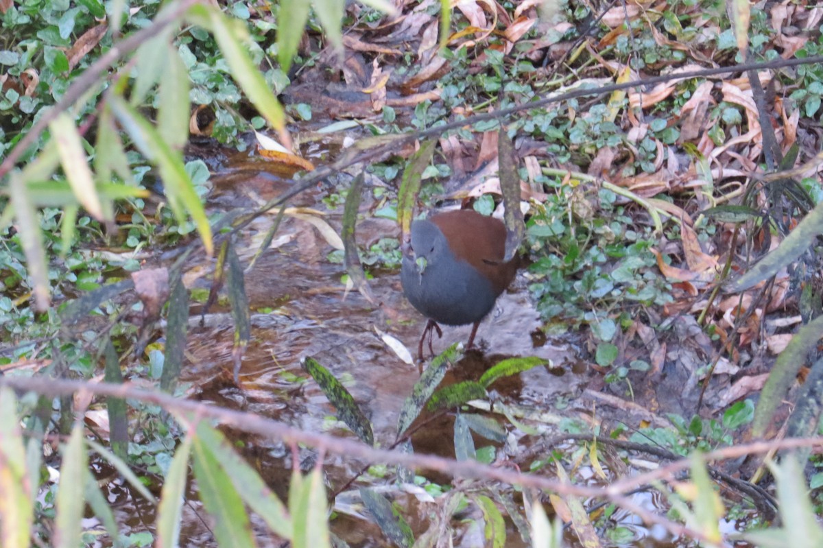 Black-tailed Crake - ML646446334