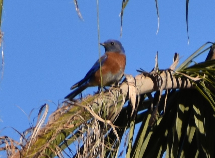 Western Bluebird - ML646446336