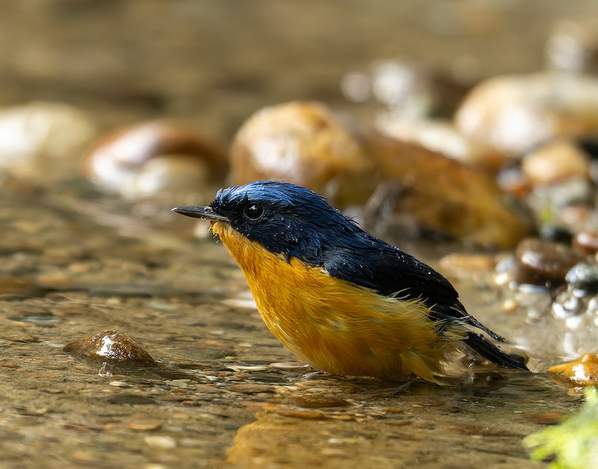 Pygmy Flycatcher - ML646446342