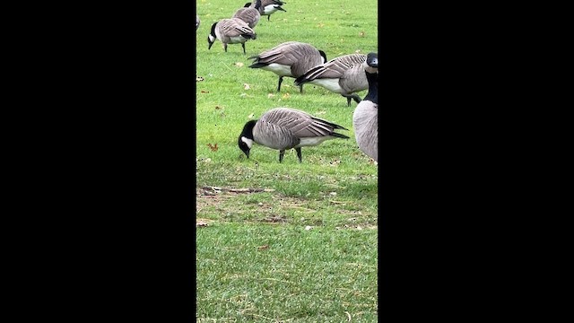 Cackling Goose - ML646446349
