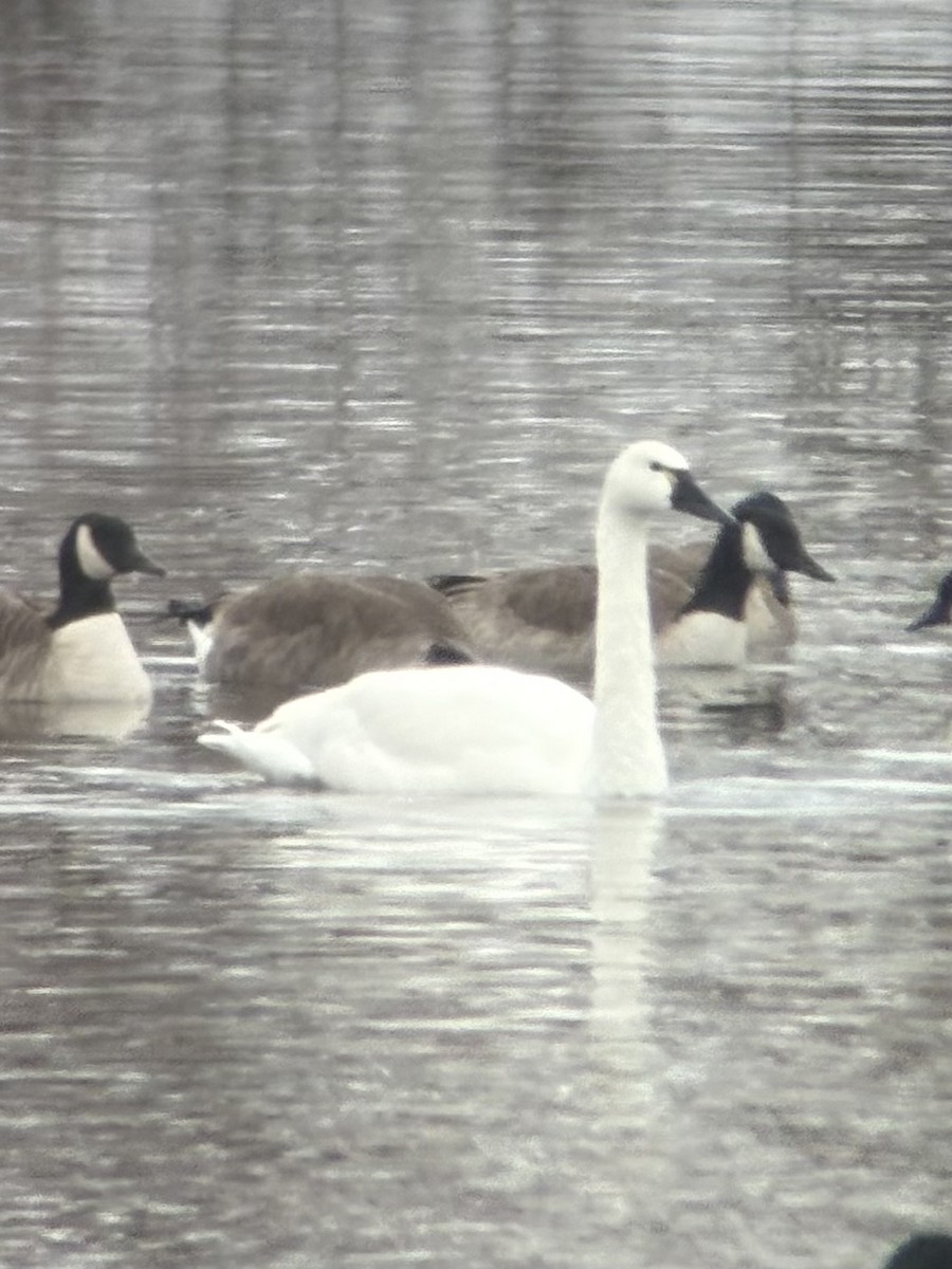 Tundra Swan (Whistling) - ML646446355