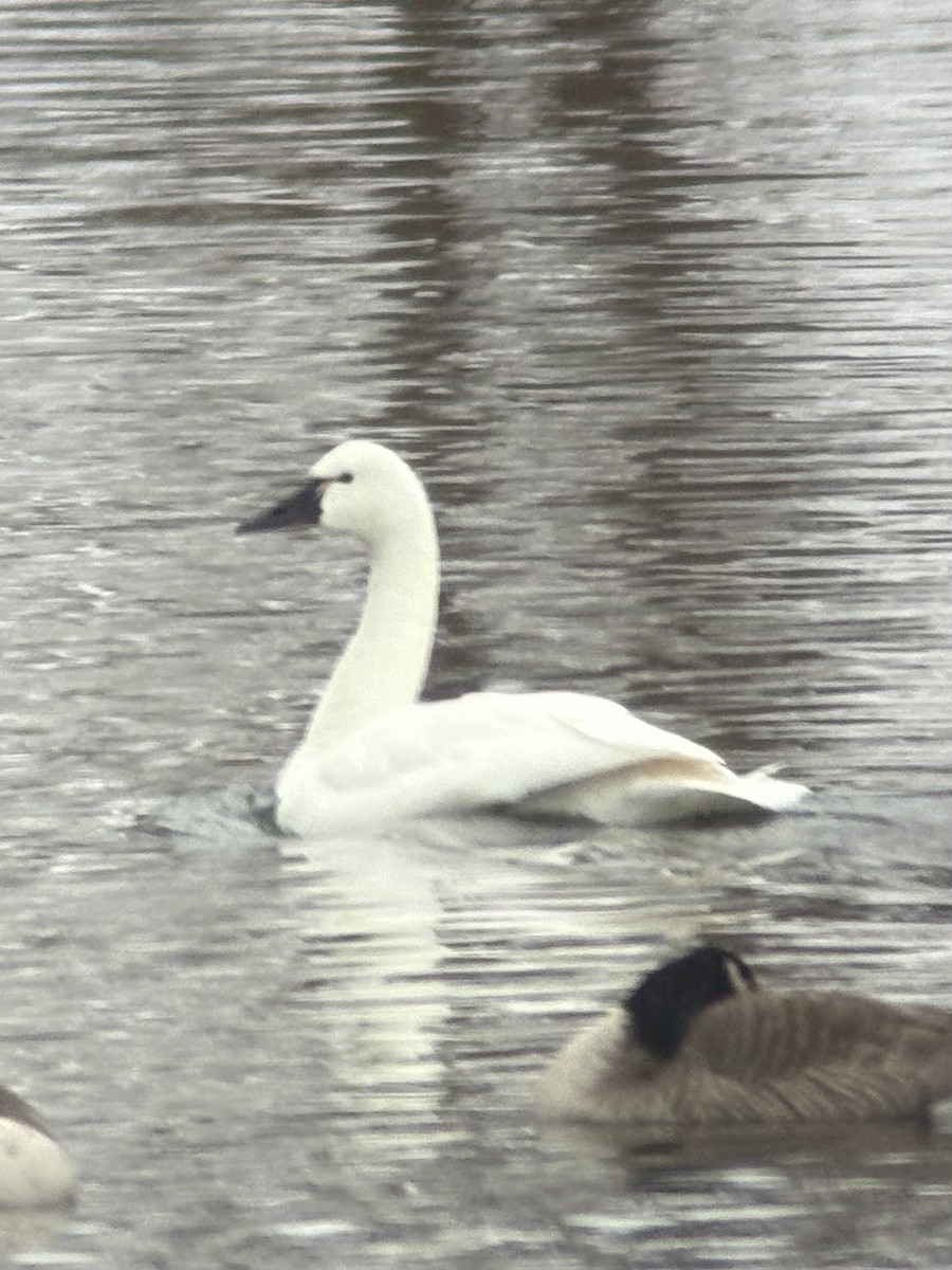 Tundra Swan (Whistling) - ML646446356