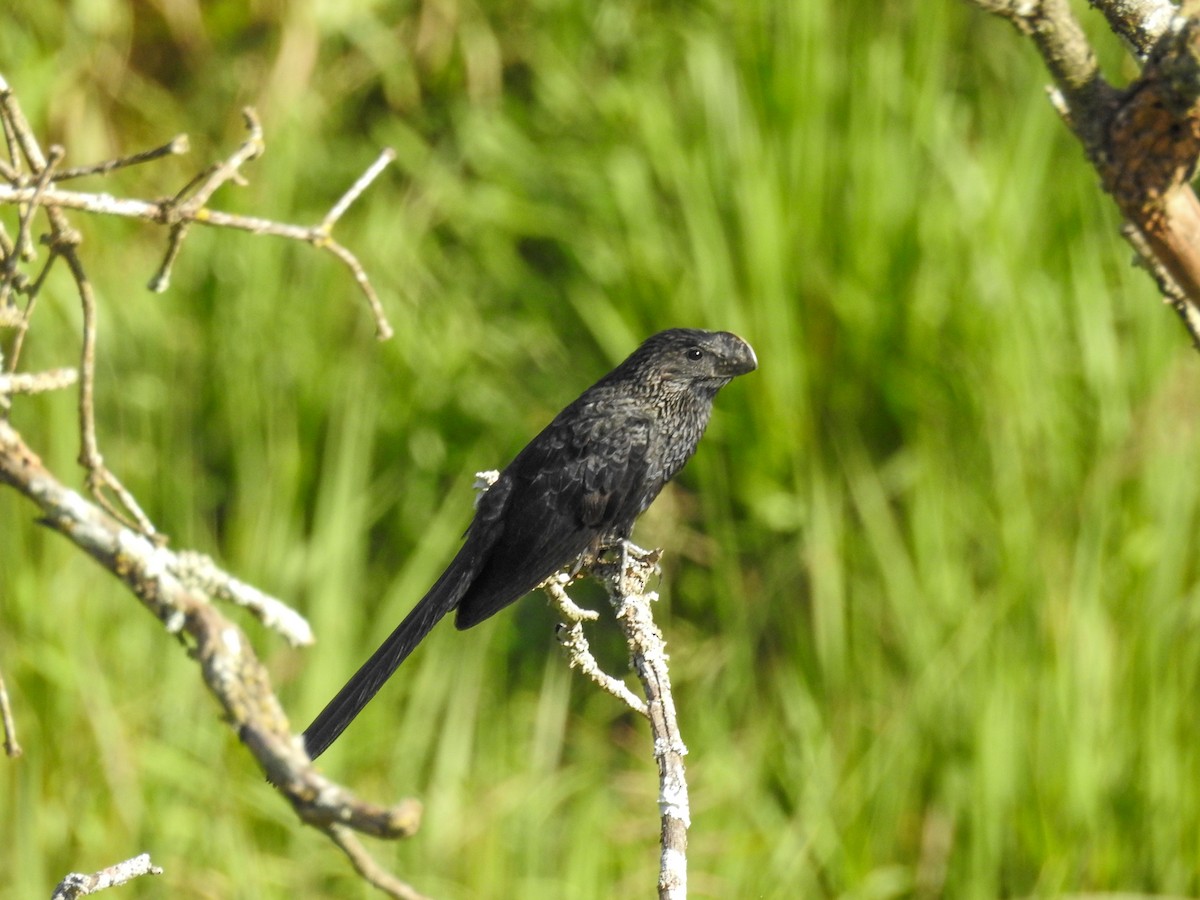 Smooth-billed Ani - ML646446357