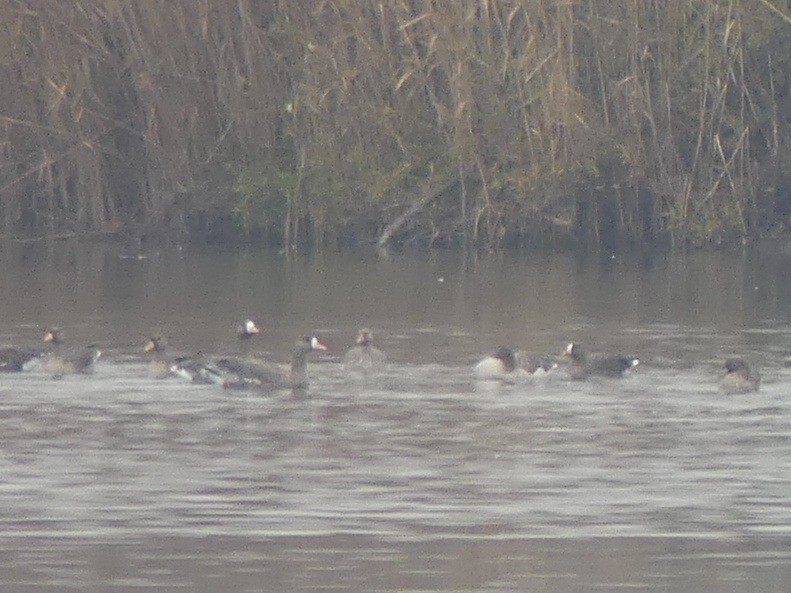 Lesser White-fronted Goose - ML646446358