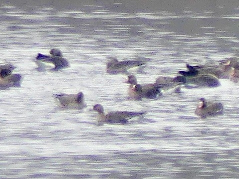 Lesser White-fronted Goose - ML646446360