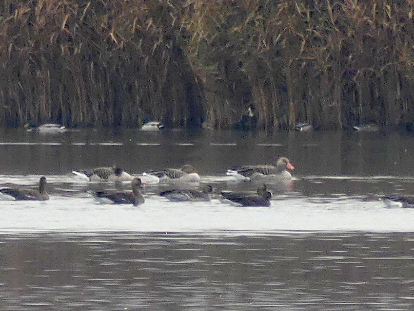 Lesser White-fronted Goose - ML646446361