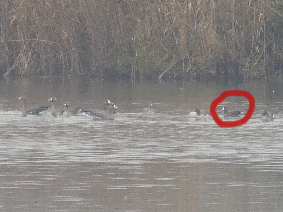 Lesser White-fronted Goose - ML646446362