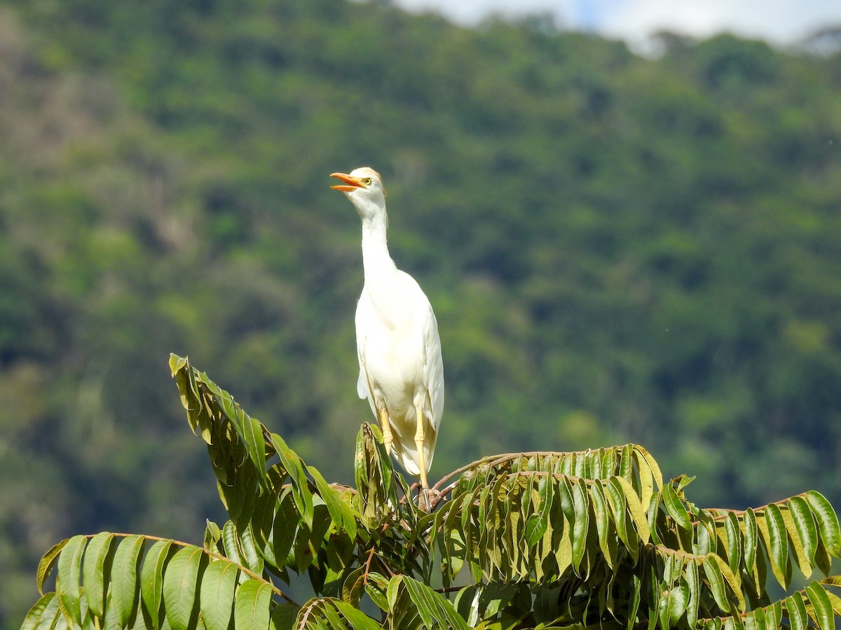 אנפית בקר מערבית - ML646446364