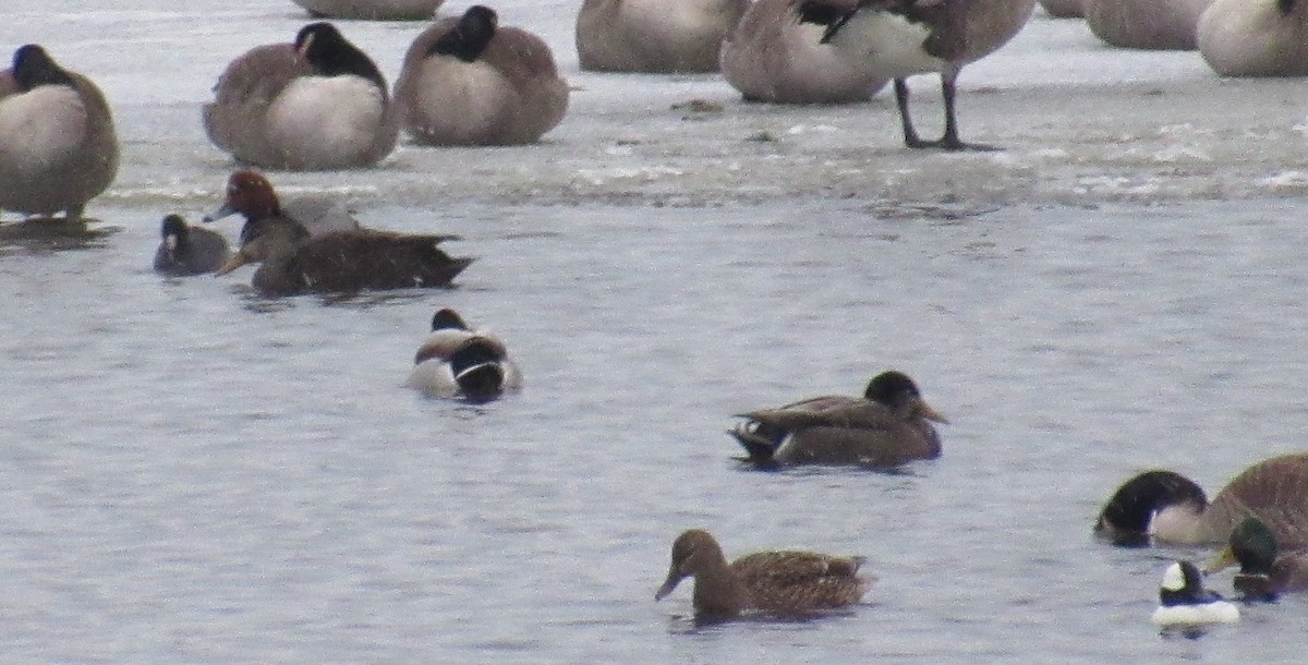 American Coot - ML646446376