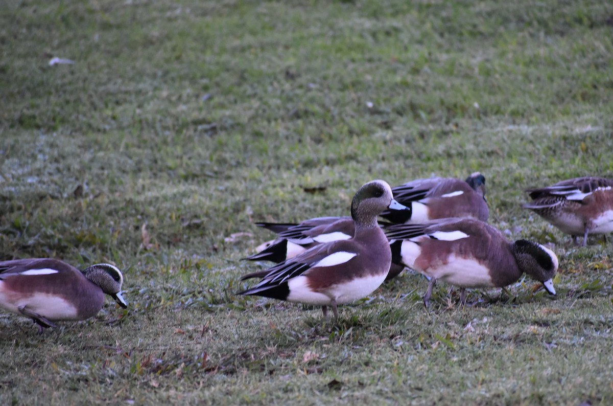 Canard d'Amérique - ML646446380