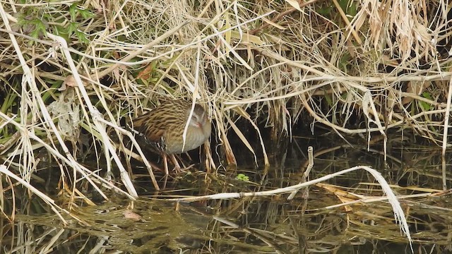 Brown-cheeked Rail - ML646446382