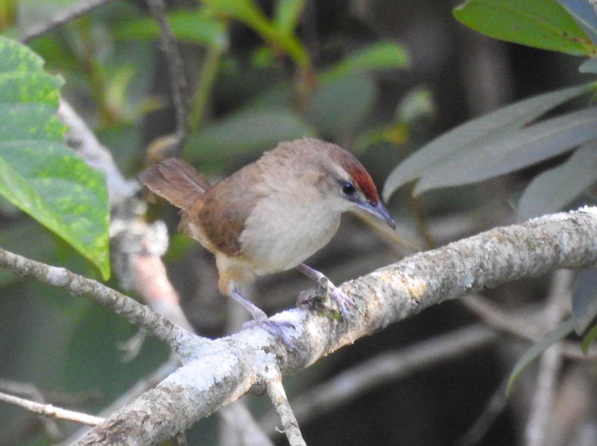 Rufous-fronted Thornbird - ML646446384