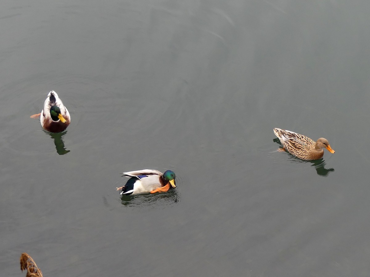 Mallard (Domestic type) - ML646446386