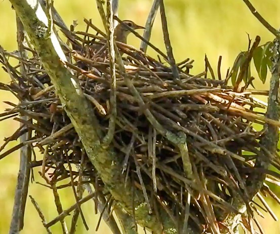 Firewood-gatherer - ML646446388