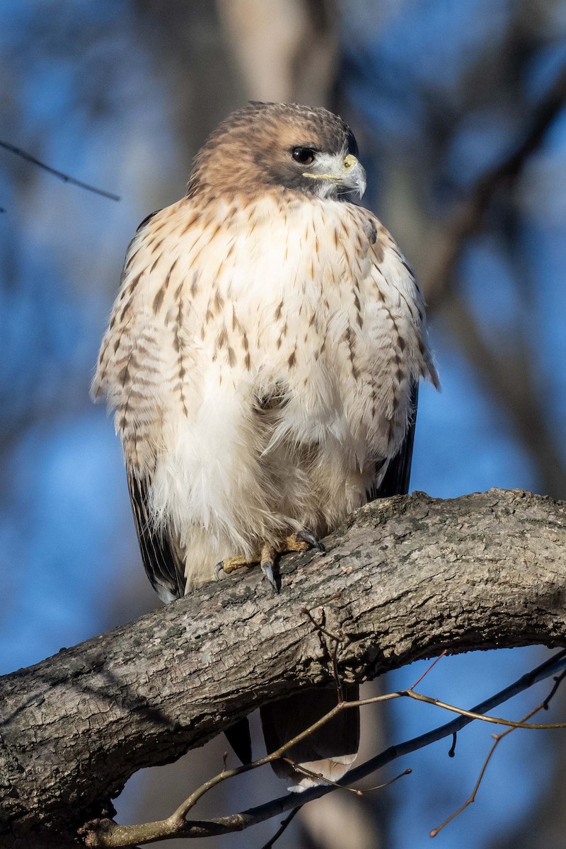 Red-tailed Hawk - ML646446404