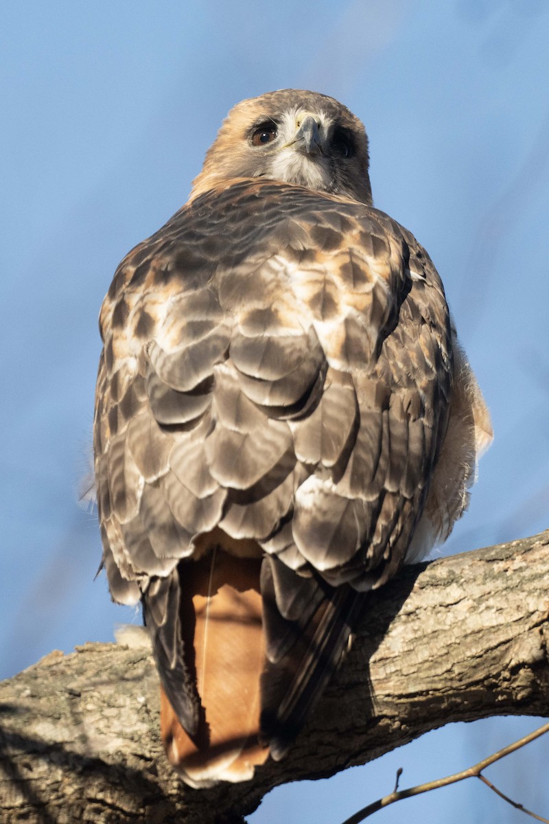 Red-tailed Hawk - ML646446405